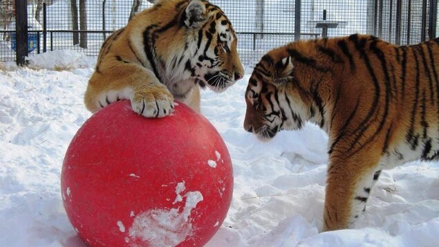 deux tigres en hiver avec un ballon rouge. deux tigres en hiver avec un ballon rouge.