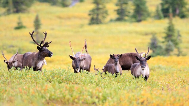 Sur l'image, des caribous des bois menacés de disparition. Ils sont en petit troupeau sur des herbes jaunes. Au fond de l'image, des mini-sapins verts.