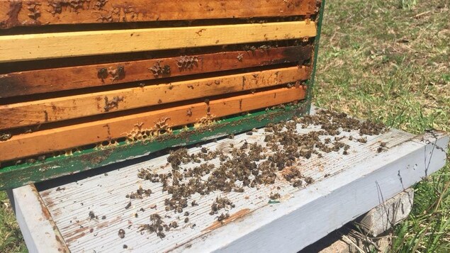 Abejas muertas en una colmena abierta.
