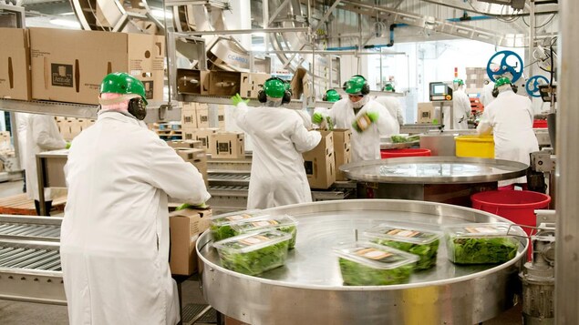 Des travailleurs empaquettent des feuilles de salade dans une usine de l'entreprise Vegpro Des travailleurs empaquettent des feuilles de salade dans une usine de l'entreprise Vegpro