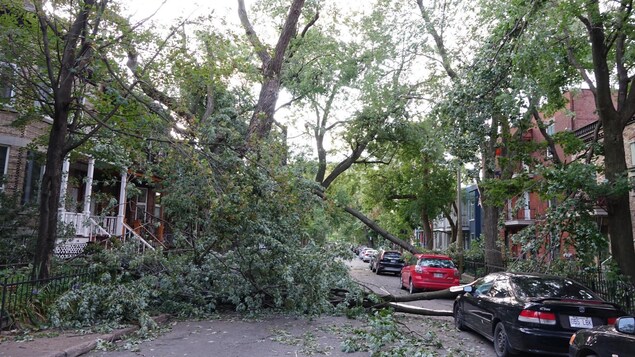 La circulation a été perturbée dans certaines rues de Notre-Dame-de-Grâce en raison de la présence de branches d'arbres.