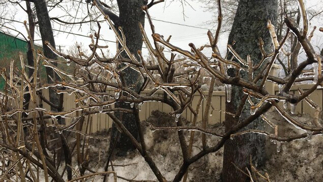 Verglas sur les branches d'un buisson Verglas sur les branches d'un buisson
