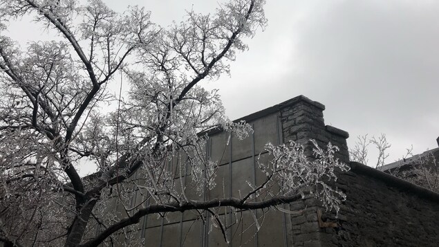 Un arbre figé par la pluie verglaçante à Ottawa. Un arbre figé par la pluie verglaçante à Ottawa.