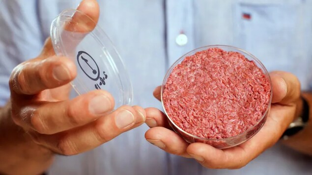 De la viande dans une boîte de Petri. 