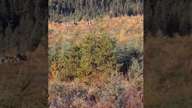 Une capture d'écran d'une vidéo montre une meute de loup dans la forêt.
