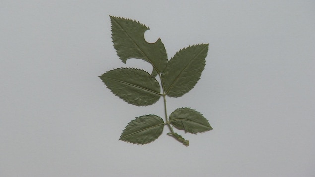 Une tige avec cinq feuilles, dont une est trouée. Une tige avec cinq feuilles, dont une est trouée.
