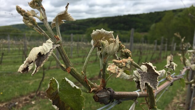 Une branche de vigne brunie sous un ciel grisâtre.