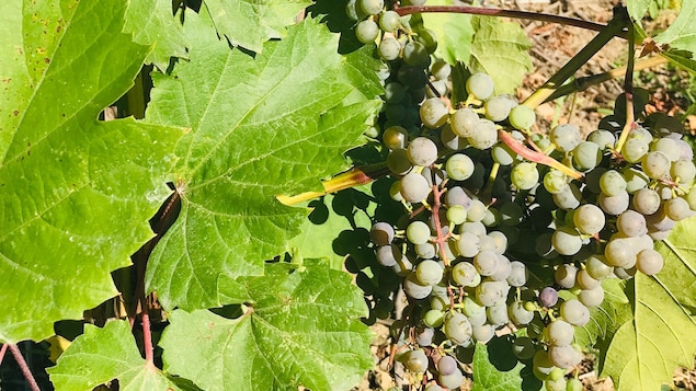 Gros plan sur des grappes de raisins et des feuilles de vigne.