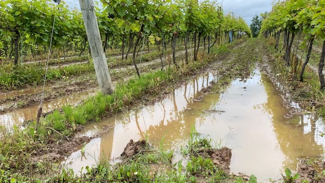 Les agriculteurs de la vallée d’Annapolis pris avec des champs gorgés d’eau