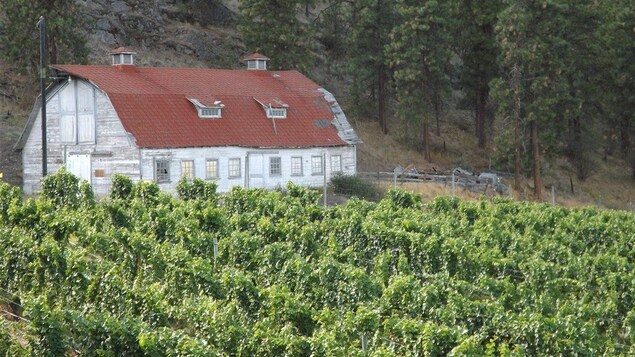 Les vignes du See Ya Later Ranch dans l'Okanagan Les vignes du See Ya Later Ranch dans l'Okanagan
