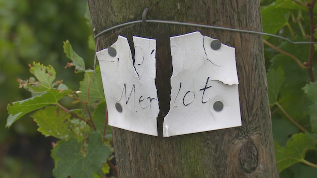 Une étiquette indique « Merlot » sur une vigne Une étiquette indique « Merlot » sur une vigne