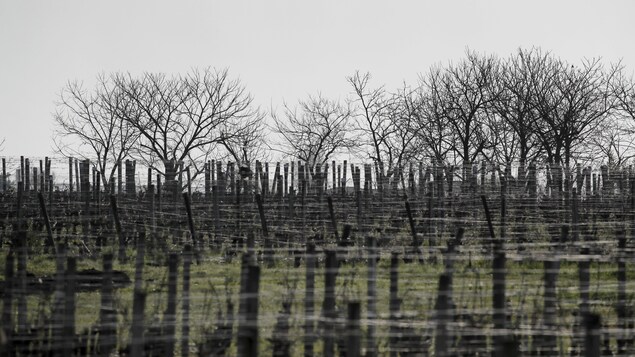 Des vignobles.