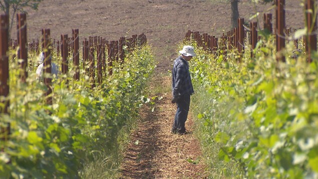 Le vignoble Domaine Roy et fils qui appartient à des Québécois pourrait faire les frais d'une bataille commerciale entre le Canada et l'Oregon.