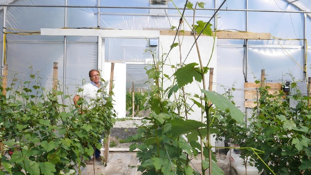 Tony Carpinteri estime qu'à terme ses plants de vigne en serre seront deux fois plus productifs que les hybrides plantés à l'extérieur Tony Carpinteri estime qu'à terme ses plants de vigne en serre seront deux fois plus productifs que les hybrides plantés à l'extérieur