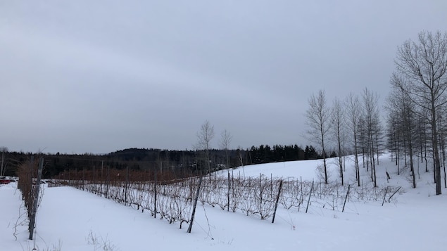 Augmentation de la prime d’assurance pour les agriculteurs du Bas-Saint-Laurent