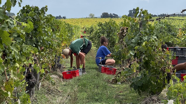 Les vendanges précoces, un signal climatique qui alarme les vignerons français
