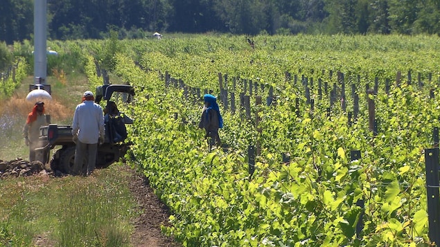 Des vignes