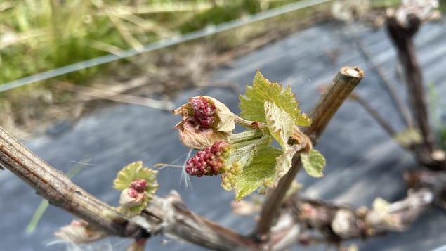 Un gros plan de raisins très petits.