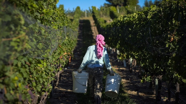 Les vignerons de l’Okanagan s’attendent à produire du bon vin