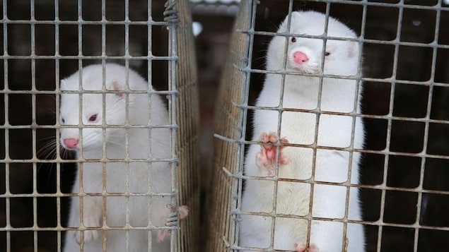 Two minks in cages.