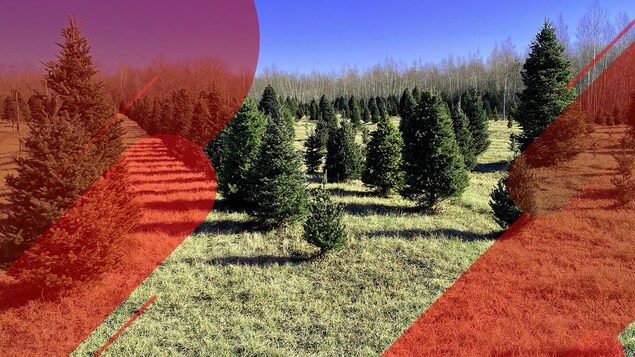 Les arbres de Noël sont touchées par les changements climatiques.