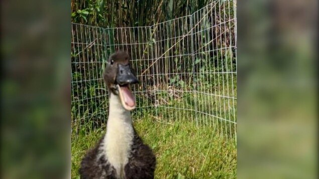 Les animaux de compagnie, toujours aussi populaires en 2021