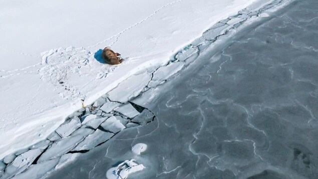 A walrus on the sea ice. 
