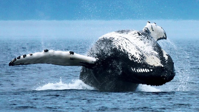 A whale breaching out of the water.