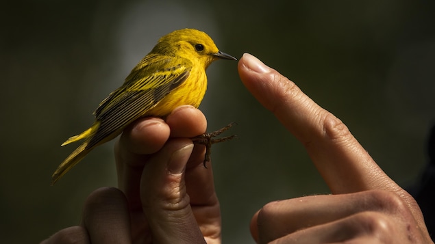An organization that trains ranged birds in Greater Vancouver