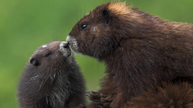Mga Vancouver Island Marmot na magkadikit ang mga ilong.