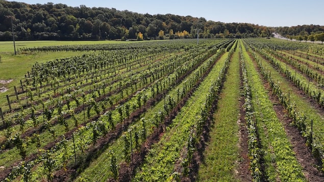 Ice wine producer in Ontario’s Niagara region says U.S. buyers ’flabbergasted’ by Trump’s booze ban order