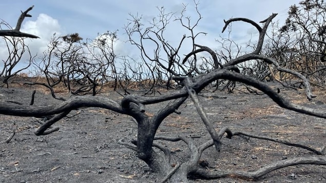 Charred branches jut out of the soil in the Dorset heath lands after a wildfire broke out on July 3. U.K. researchers are developing a national wildfire danger rating system based on a decades-old Canadian model used to determine forest fire risk. (Lauren Sproule/ CBC)