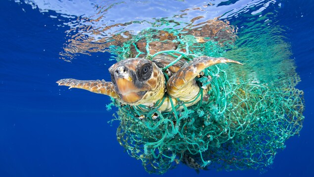 Une tortue caouanne nage enchevêtrée dans un filet de pêche abandonné, au large de Tenerife (îles Canaries), dans l’océan Atlantique Nord-Est Une tortue caouanne nage enchevêtrée dans un filet de pêche abandonné, au large de Tenerife (îles Canaries), dans l’océan Atlantique Nord-Est