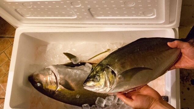 Un gros poisson dans une glacière Un gros poisson dans une glacière