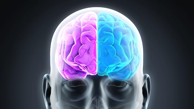 Une image d'un corps avec deux hémisphères du cerveau mis en évidence par le rose et le bleu.