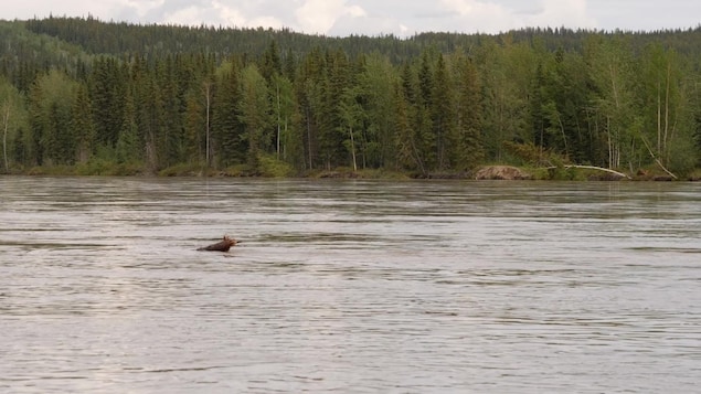 Inondations aux T.N.-O. : Fort Liard et Nahanni Butte en état d’alerte