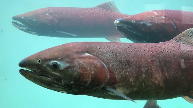 La pêche au saumon sur le fleuve Yukon encore une fois interdite