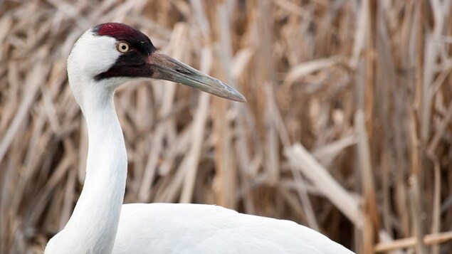 Une grue blanche Une grue blanche
