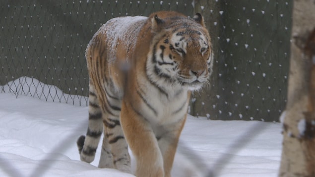 La popularité du Zoo de Granby ne se dément pas, même en hiver