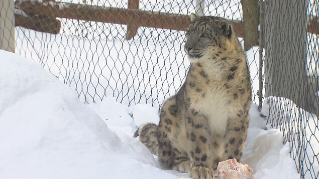 Un léopard des neiges