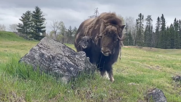 Un bison et un bisonneau se tiennent près d'une roche.