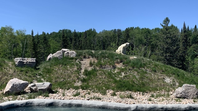 Un ours polaire se trouve dans son enclos au Zoo sauvage de Saint-Félicien.