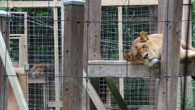 Des lions allongés sur un abri dans un parc clôturé. 