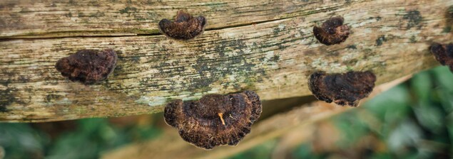 Le champignon de chaga Le champignon de chaga