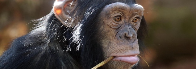 Un jeune chimpanzé