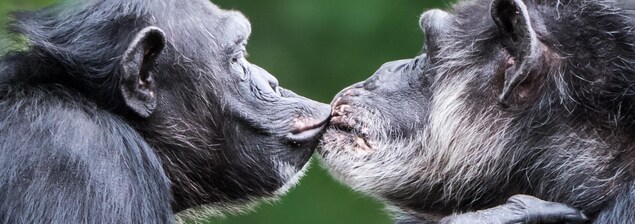 Deux chimpanzés s'embrassent. Deux chimpanzés s'embrassent.