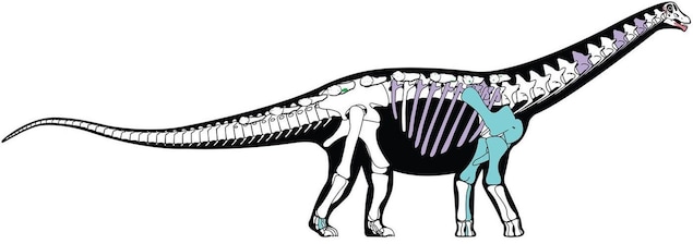 Illustration des ossements retrouvés du Mansourasaurus shahinae