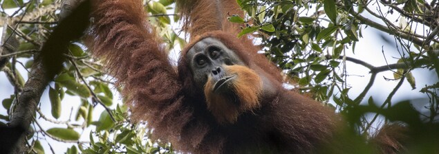 Un orang-outan de l'espèce Pongo tapanuliensis Un orang-outan de l'espèce Pongo tapanuliensis