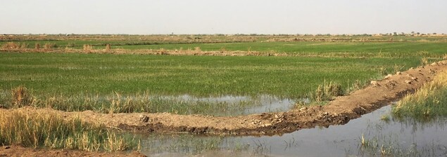 Un champ de plantes qui sortent d'un petit étang d'eau est photographié lors d'une journée ensoleillée. Un champ de plantes qui sortent d'un petit étang d'eau est photographié lors d'une journée ensoleillée.