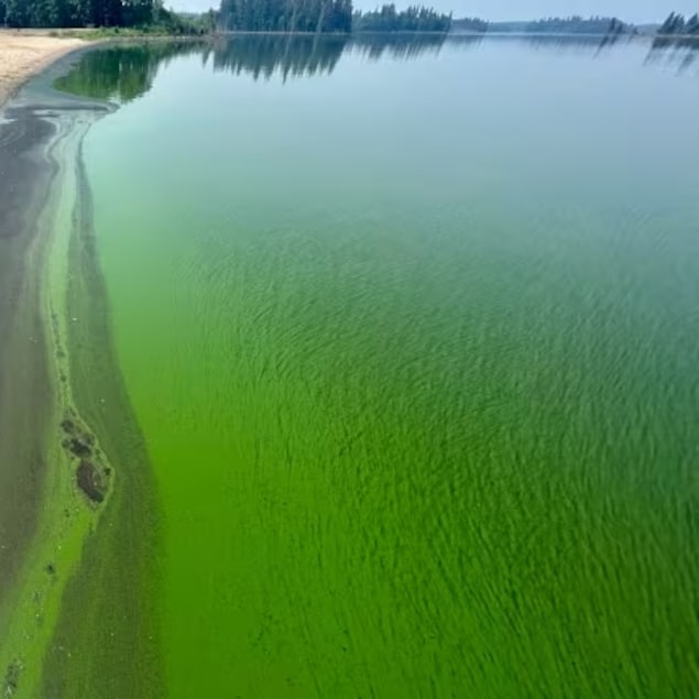 Prolifération d'algues bleues au lac Astotin, dans le parc national Elk Island (Alberta) en juin 2023.